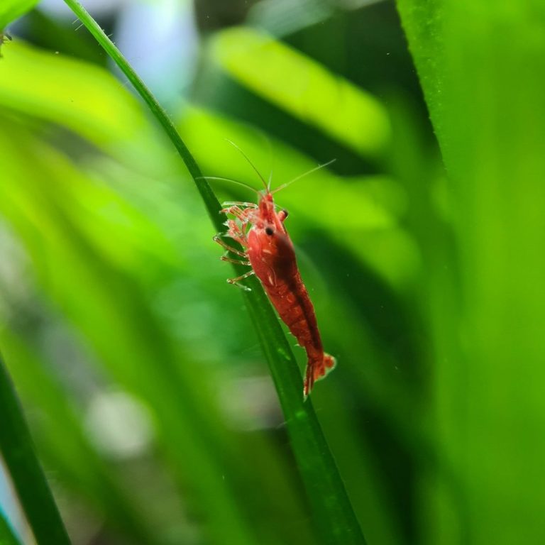 A red shrimp clinging to a green aquatics plant in a lush underwater setting.
