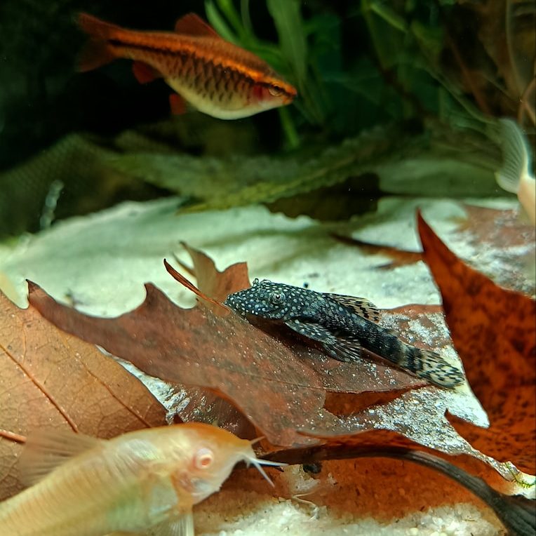 Various fish and aquatic plants among submerged leaves in a freshwater aquarium.