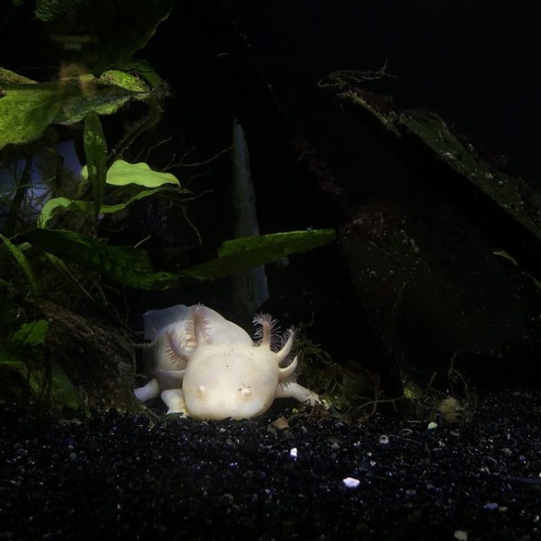 A white axolotl resting on dark gravel surrounded by green aquatic plants.
