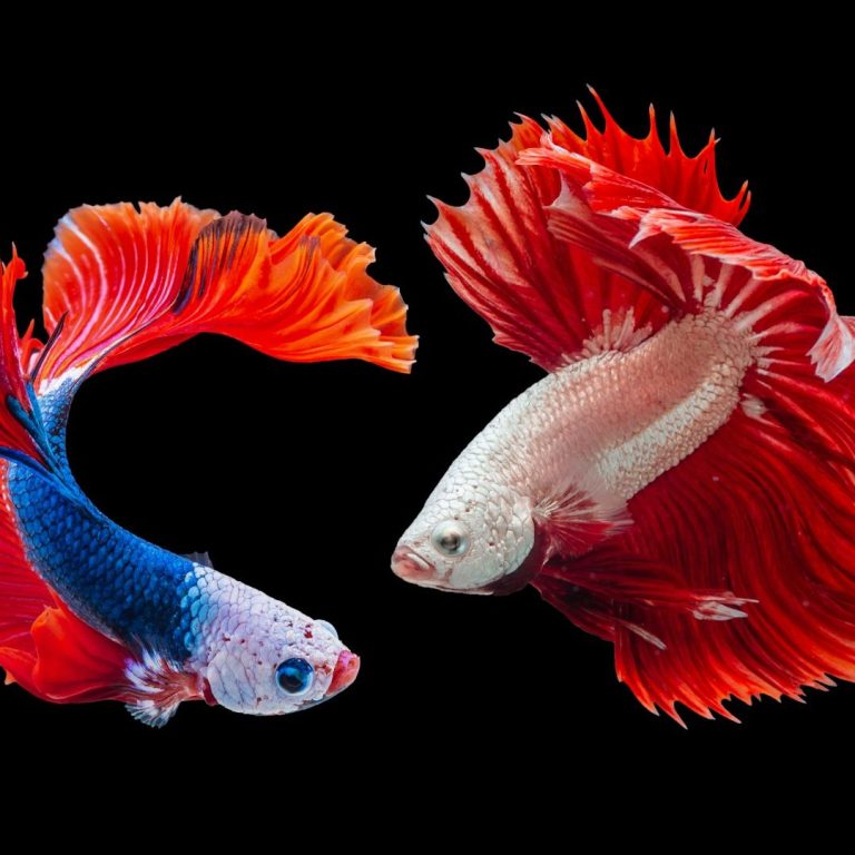 Two Siamese fighting fish with vibrant red and blue fins on a black background.